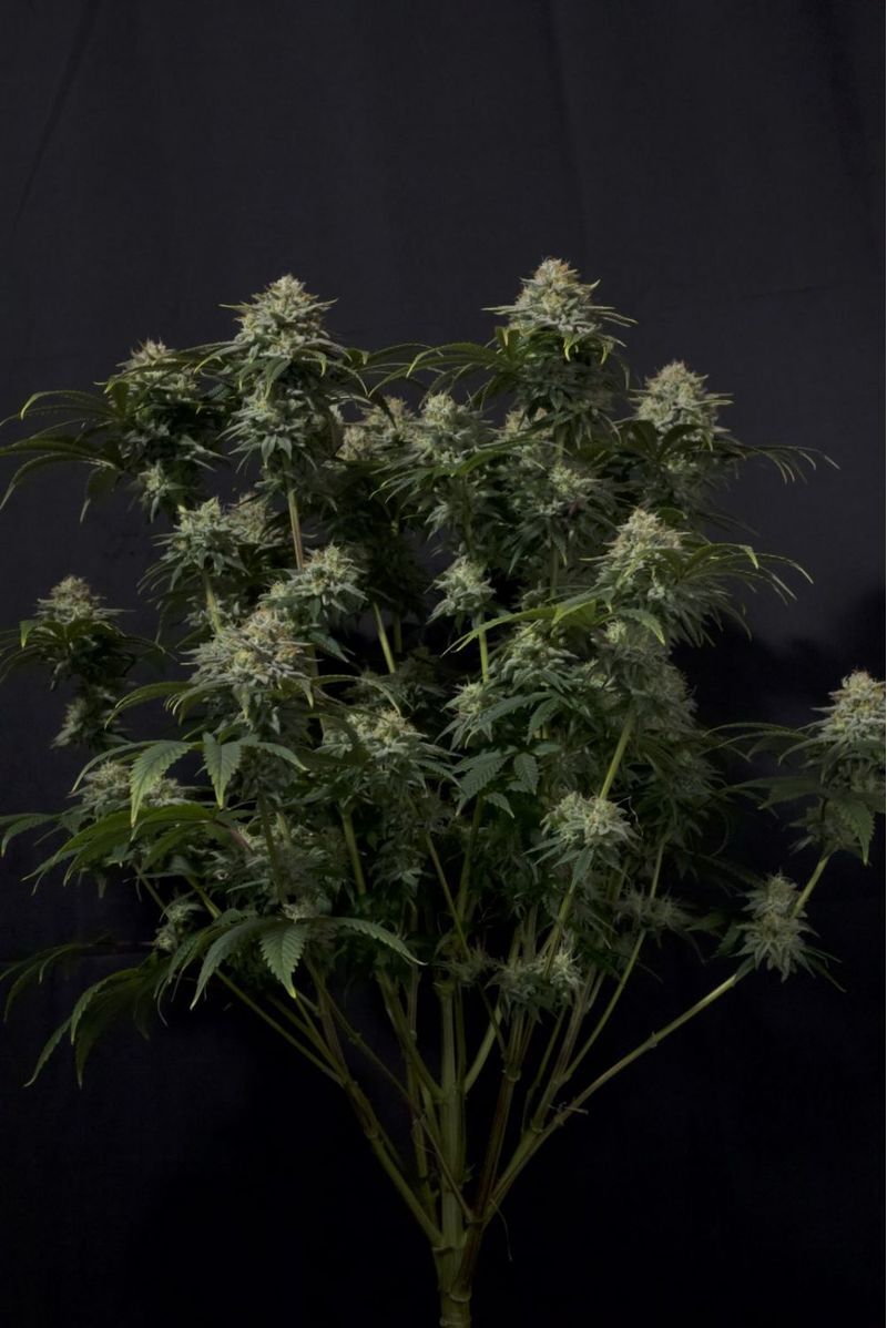 Gorilla Cookies FF, Фасовка: 1, изображение 3